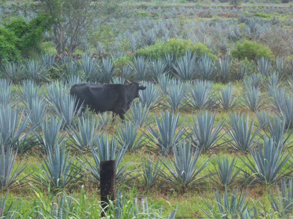 vaca