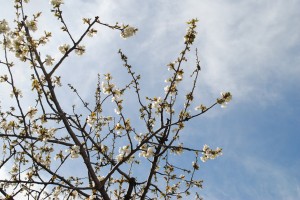 Recordando el Cerezo de Vang Gogh